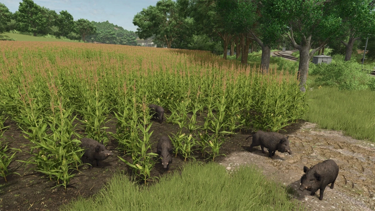 トウモロコシ畑のイノシシ