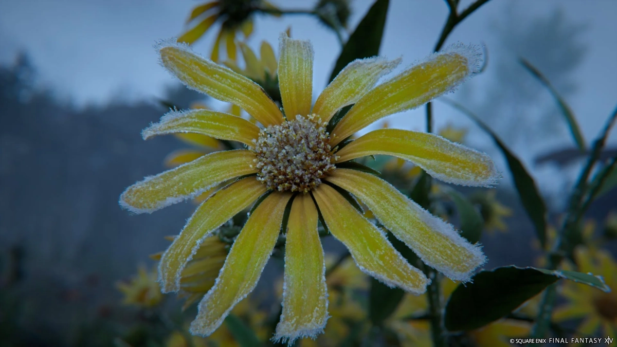 霜が付いた黄色い花がクローズアップで捉えられている
