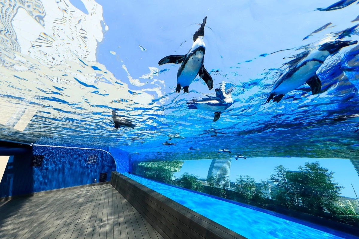 ペンギンが泳ぐ水槽