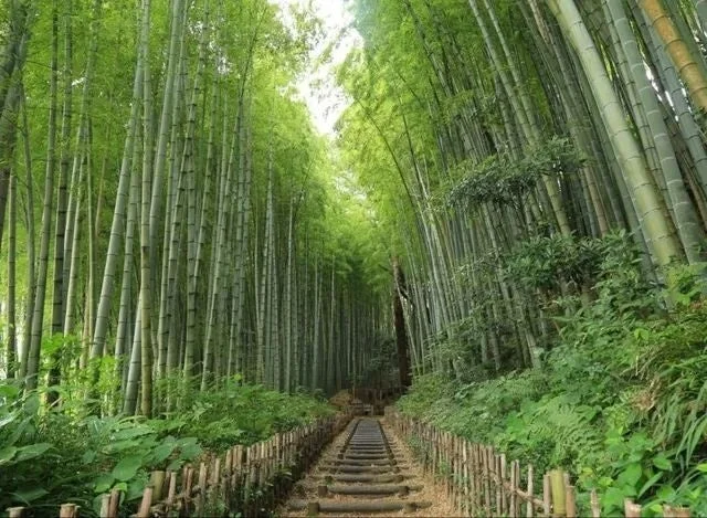 竹林の道