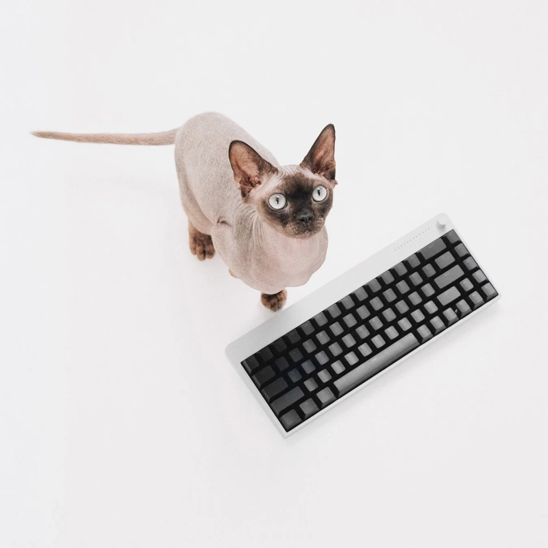スフィンクス猫とキーボードの画像