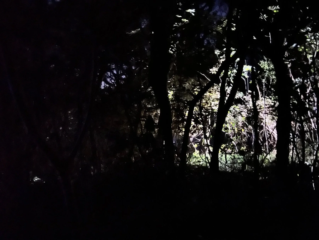 夜の森の風景